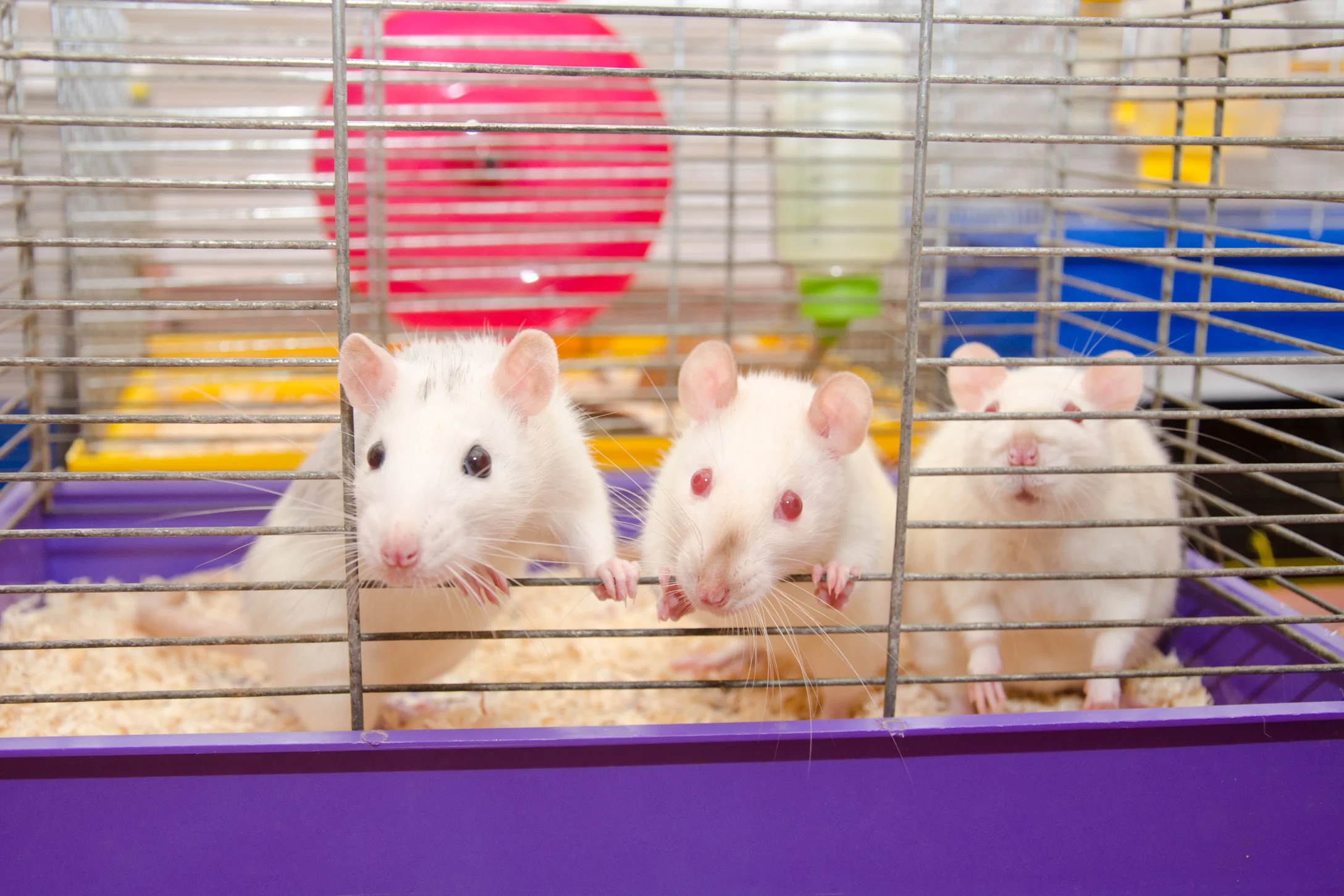 Three mice in a cage