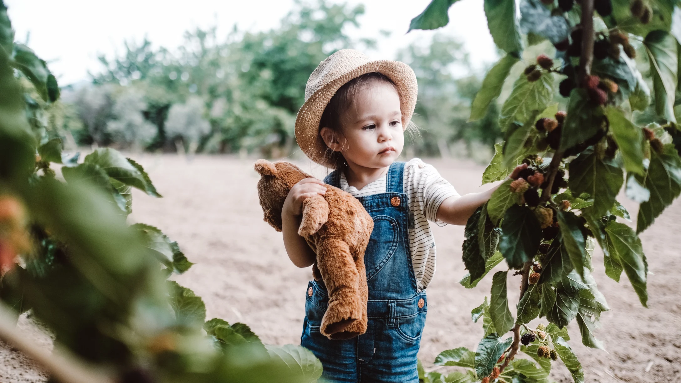 kid looking at a mulberry bush